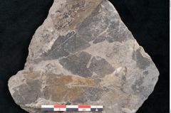 Foto (Detailansicht) von Ficus praelanceolata Ettingshausen (NHMW-GEO-2024-0188-10223)